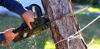 How Our Tree Care Process Works  in  Canon, GA