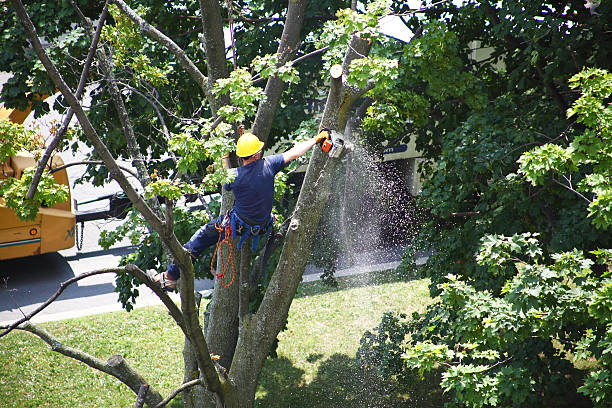 Canon, GA Tree Removal Services Company